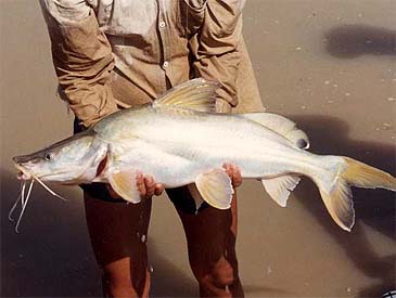 1991_Burma Shovelnose Catfish_Sperata acicularis.jpg